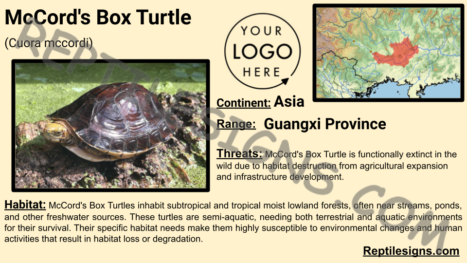 McCord's Box Turtle (Cuora mccordi)