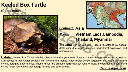 Keeled Box Turtle (Cuora mouhotii)