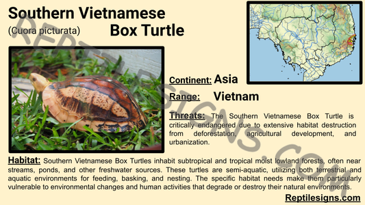 Southern Vietnamese Box Turtle (Cuora picturata)