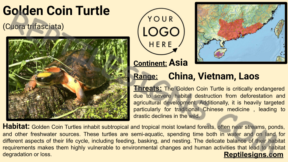 Golden Coin Turtle (Cuora trifasciata)