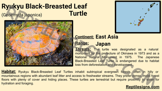 Ryukyu Black-Breasted Leaf Turtle (Geoemyda japonica)