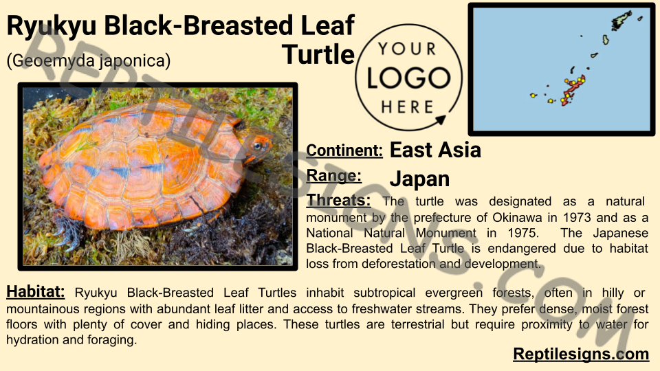 Ryukyu Black-Breasted Leaf Turtle (Geoemyda japonica)