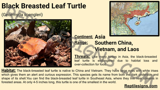 Black Breasted Leaf Turtle (Geoemyda spengleri)