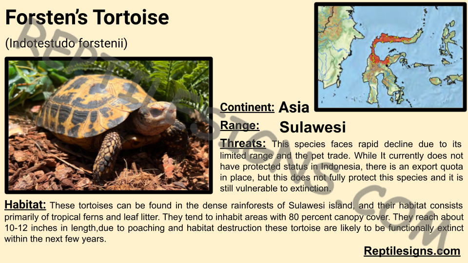 Forsten’s Tortoise (Indotestudo forstenii)