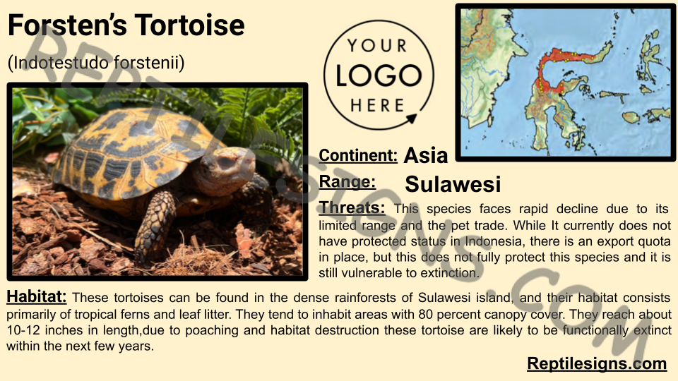 Forsten’s Tortoise (Indotestudo forstenii)