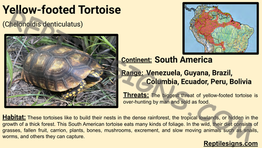 Yellow-footed Tortoise (Chelonoidis denticulatus)