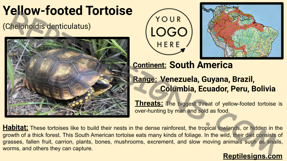 Yellow-footed Tortoise (Chelonoidis denticulatus)