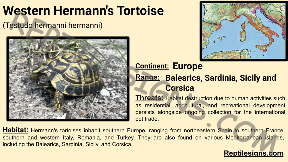 Western Hermann's Tortoise (Testudo hermanni hermanni)